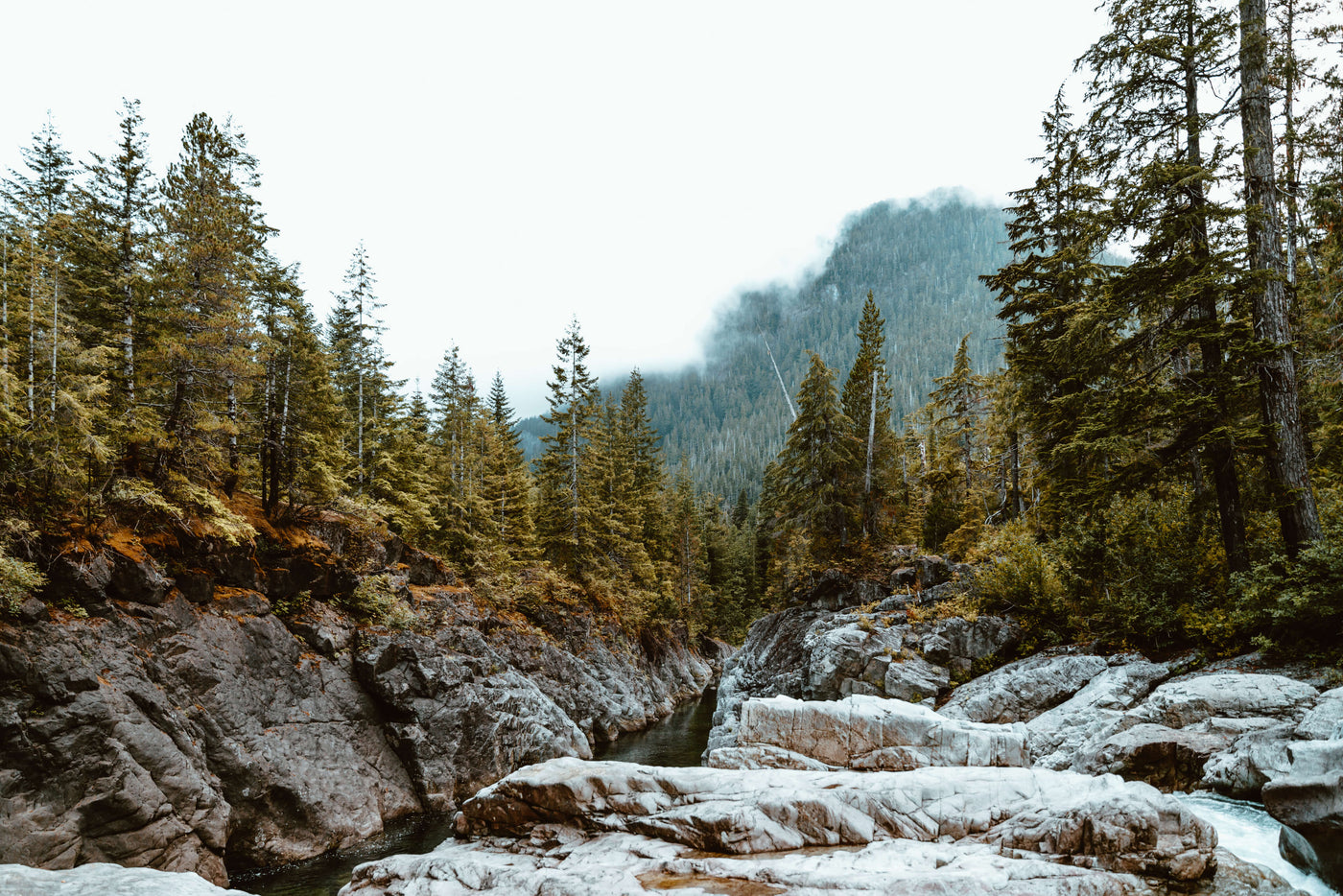 Fluss im Wald